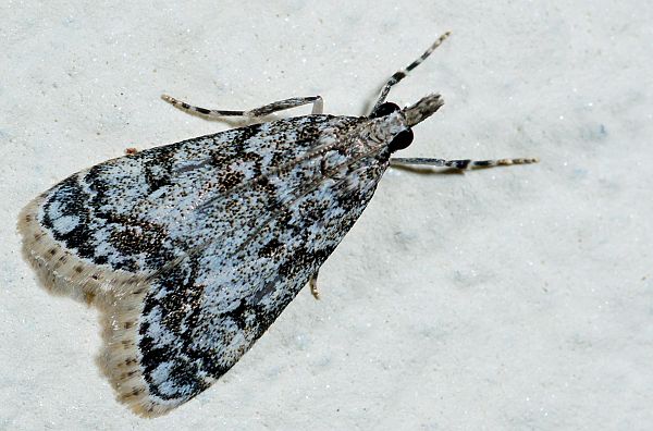 Eudonia truncicolella