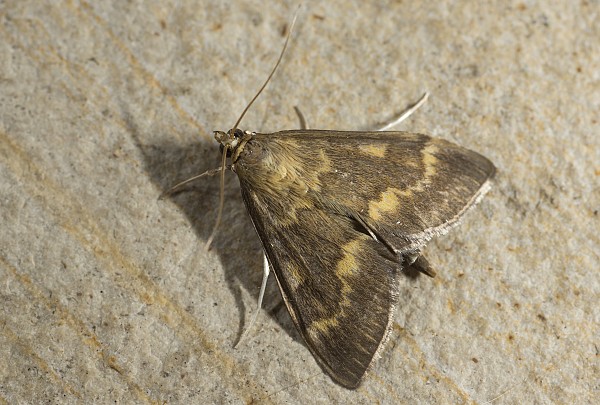 Ostrinia nubilalis