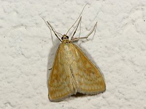 Ostrinia nubilalis