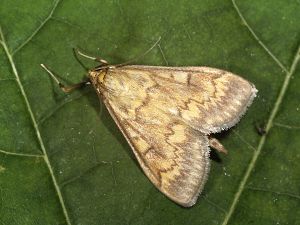 Ostrinia nubilalis