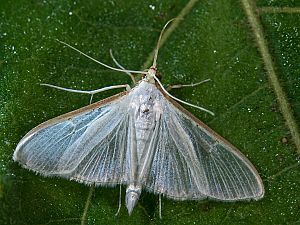 Palpita vitrealis