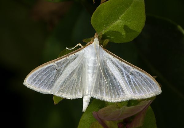 Palpita vitrealis