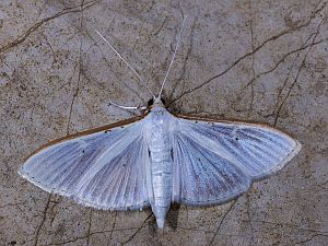 Palpita vitrealis