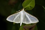 Palpita vitrealis