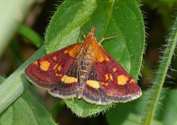 Pyrausta aurata