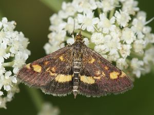 Pyrausta aurata