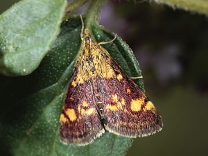 Pyrausta aurata