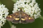 Pyrausta aurata