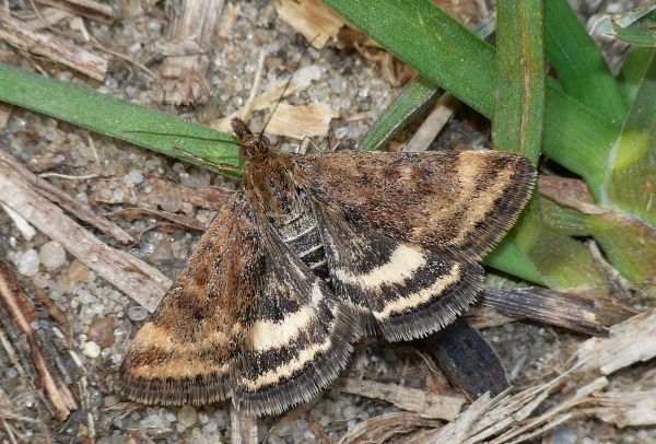 Pyrausta despicata