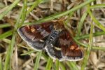 Pyrausta porphyralis