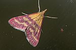 Pyrausta virginalis