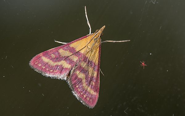 Pyrausta virginalis