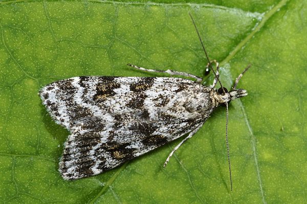 Scoparia pyralella