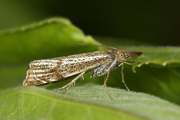 Thisanotia chrysonuchella