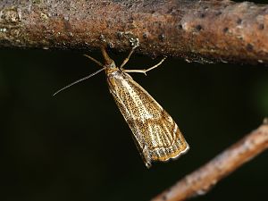 Thisanotia chrysonuchella