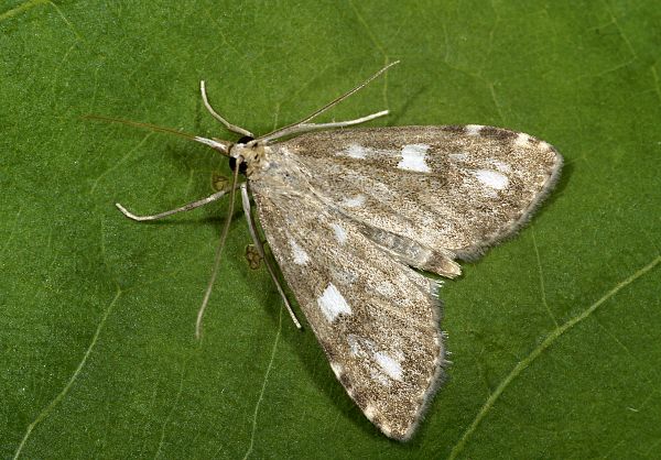 Udea olivalis