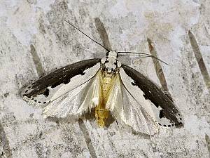 Ethmia bipunctella