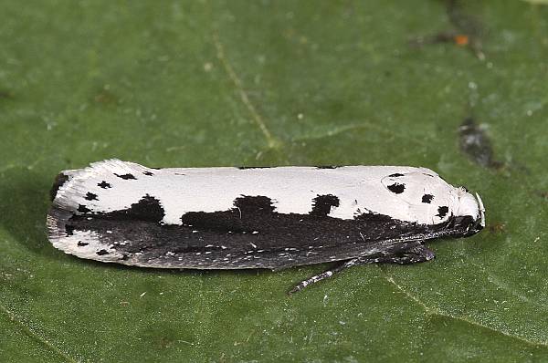 Ethmia bipunctella