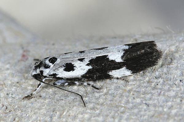 Ethmia quadrillella