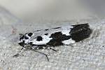 Ethmia quadrillella