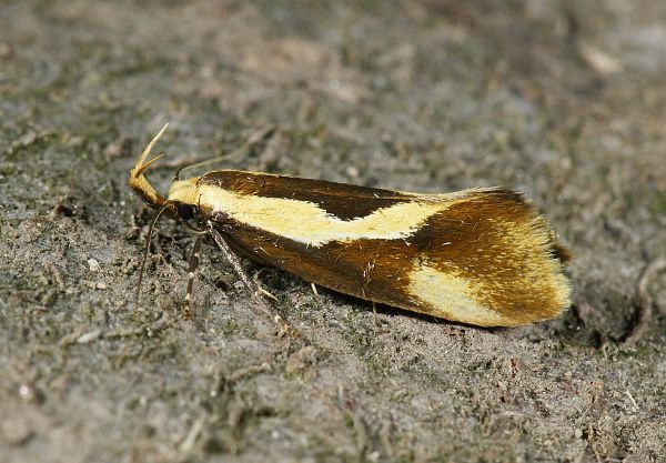 Harpella forficella