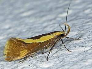 Harpella forficella