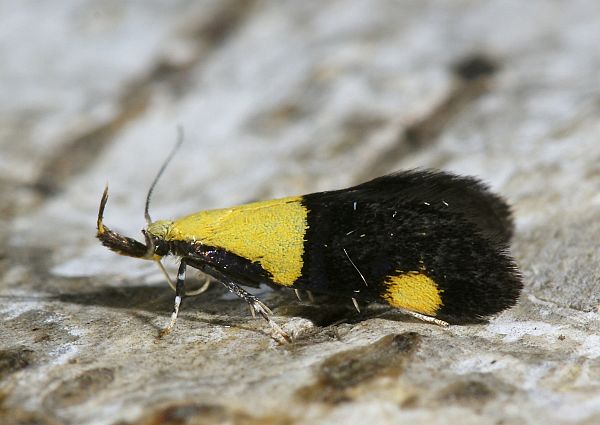 Oecophora bractella