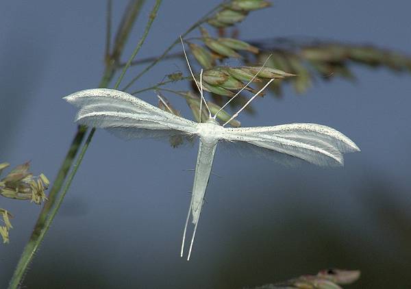 Pterophorus pentadactylus