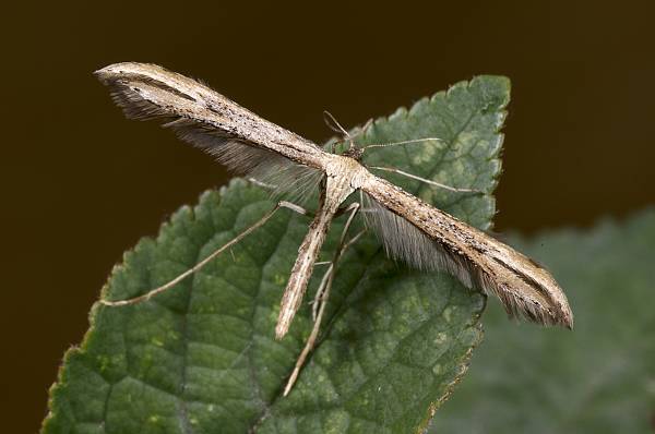 Stenoptilia bipunctidactyla