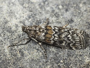 Dioryctria abietella