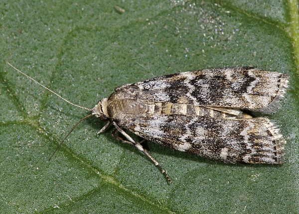 Dioryctria schuetzeella