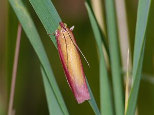 Oncocera semirubella