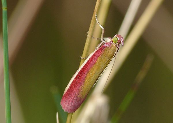 Oncocera semirubella