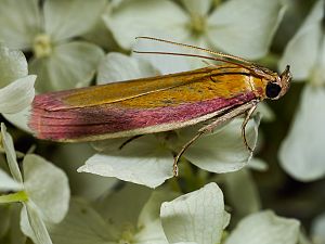 Oncocera semirubella