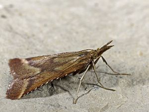 Synaphe punctalis