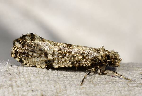 Morophaga choragella