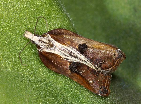 Acleris cristana