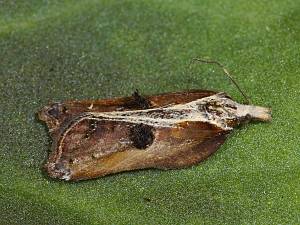 Acleris cristana