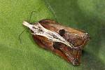 Acleris cristana