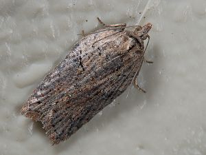 Acleris hastiana