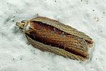 Acleris hastiana