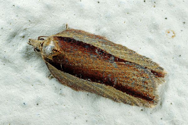 Acleris hastiana