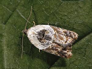 Acleris variegana