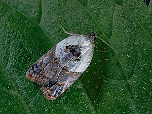 Acleris variegana