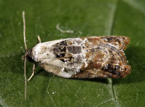 Acleris variegana