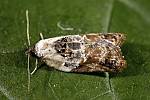 Acleris variegana