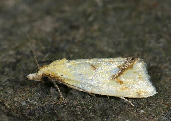 Agapeta hamana