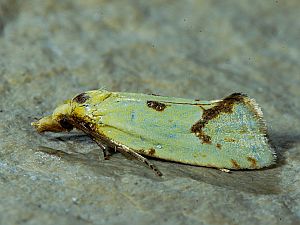 Agapeta zoegana