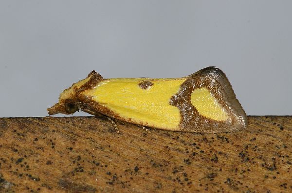 Agapeta zoegana