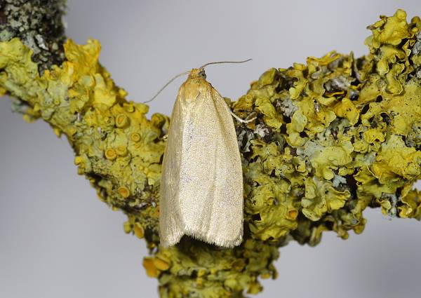 Aphelia paleana